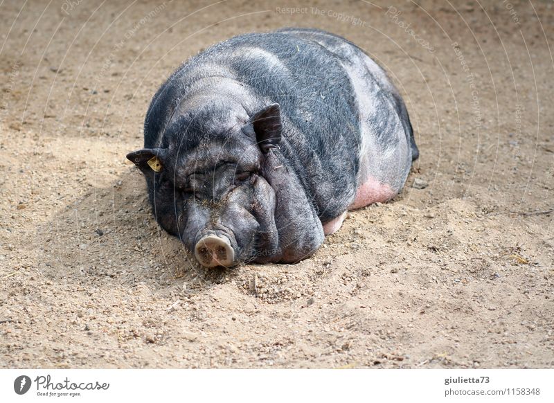 Faule Sau ;) Umwelt Natur Tier Sommer Schönes Wetter Haustier Nutztier Zoo Streichelzoo Schwein Hängebauchschwein 1 Erholung genießen liegen schlafen träumen