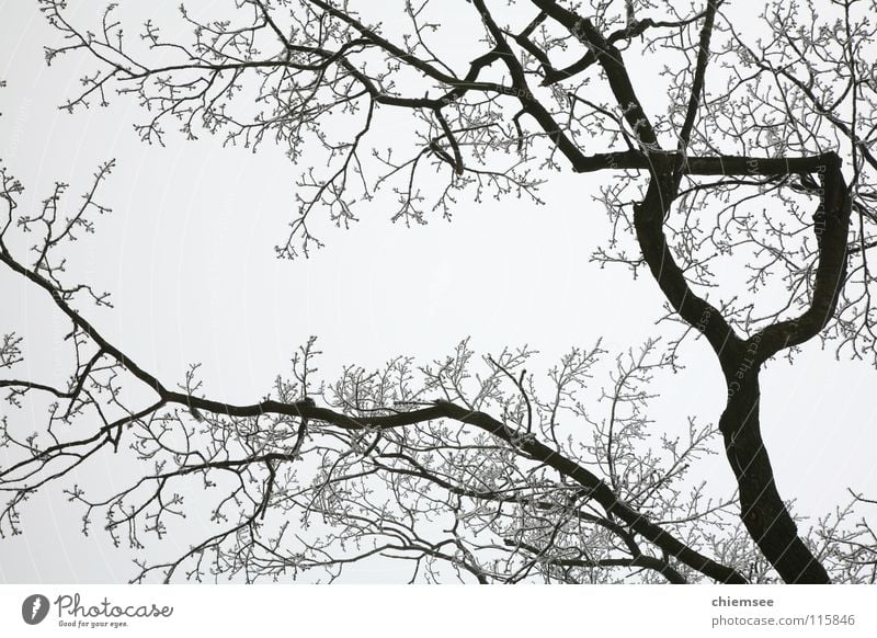 Rauhreif Winter Baum Raureif kalt Monochrom Ast Zweig Eis Schnee