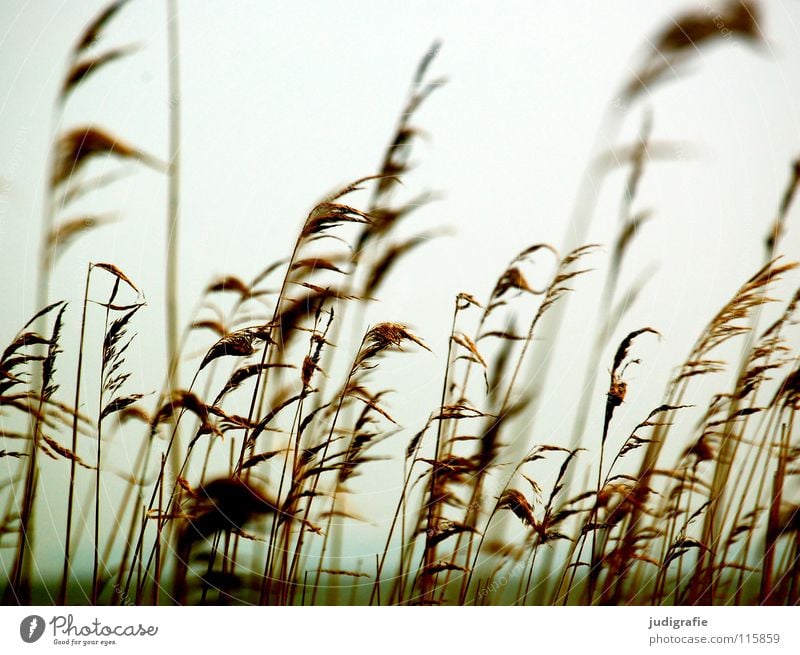 Am Bodden Gras Schilfrohr Vorpommersche Boddenlandschaft See weich kalt Umwelt Pflanze Farbe Strand Küste Wind rispen Pollen wehen Natur