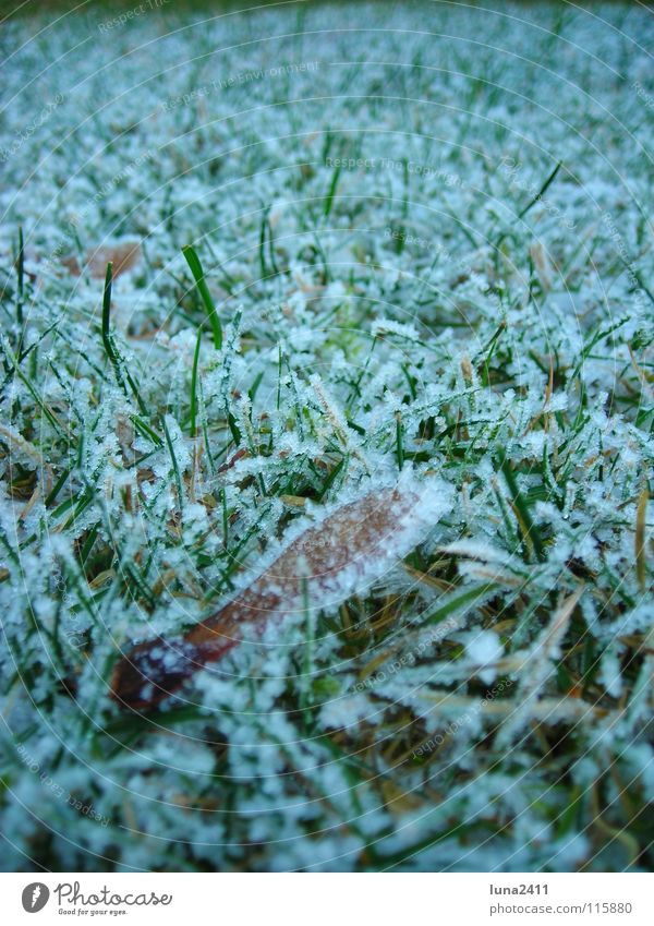 Frostige Nase kalt gefroren Eiskristall Gras Ahorn Halm bodennah Winter Herbst Raureif gefrostet Kristallstrukturen Rasen Bodenbelag Erde Schnee