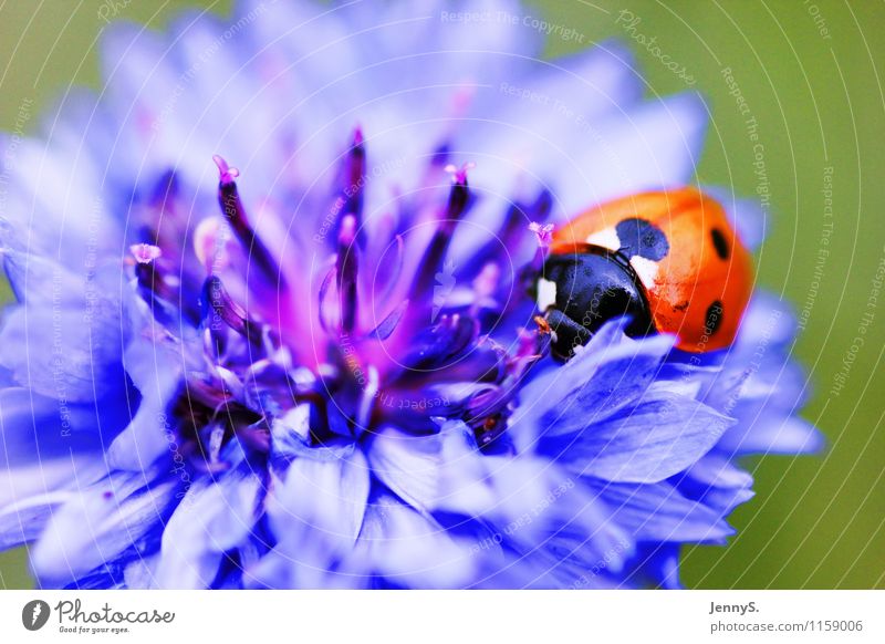 Marienkäfer an blauer Blüte Umwelt Natur Pflanze Tier Sommer Blume Käfer 1 Blühend Duft krabbeln ästhetisch natürlich rot schwarz weiß Lebensfreude
