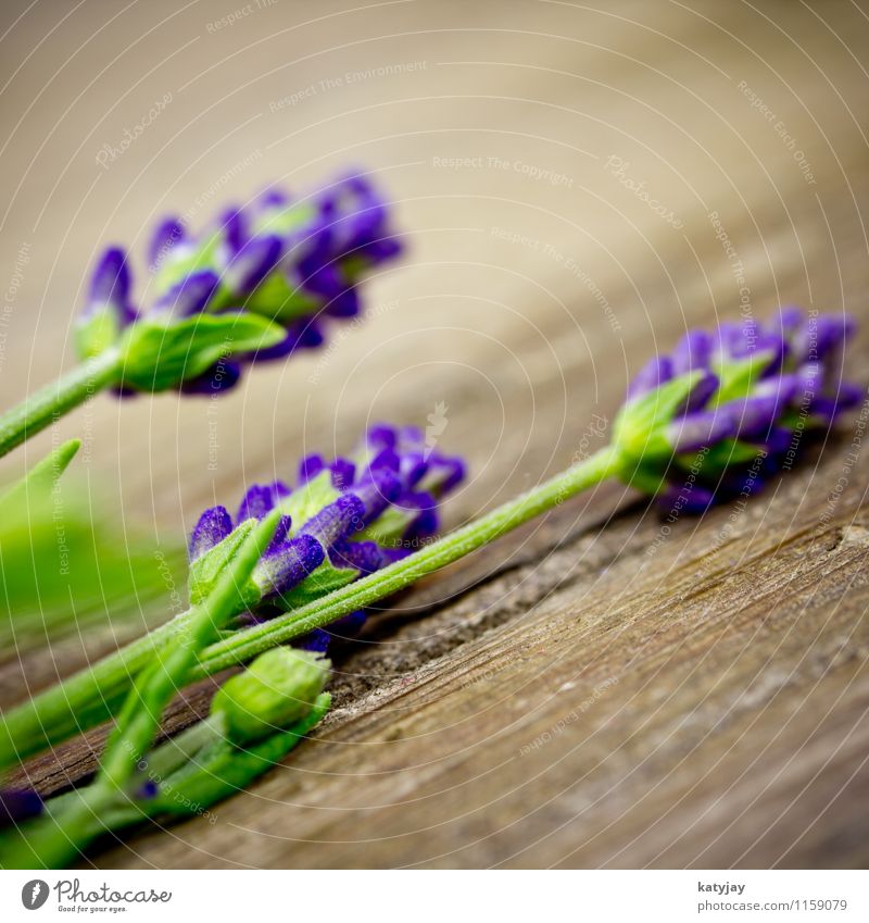 Lavendel Blume Blumenstrauß Kräuter & Gewürze Bündel Blüte Erholung Fliederbusch isoliert Jahreszeiten violett Makroaufnahme Medikament Natur Pflanze Duft