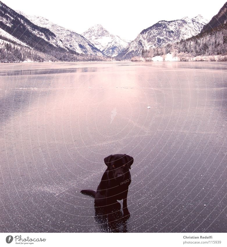 Ängstlich Schlittschuhlaufen Winter See Schlittschuhe Furche Reflexion & Spiegelung Hund Labrador Gebirgssee Hundeauge Hundeblick Angst Panik Sitzgelegenheit