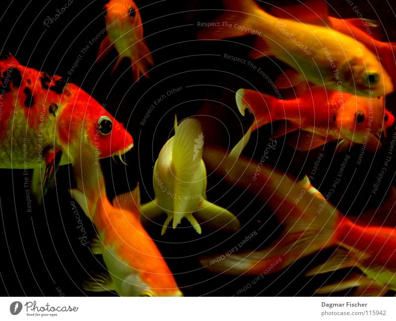 Die Beute von Fischers Fritz Farbfoto Makroaufnahme Unterwasseraufnahme Ernährung Leben Angeln Meer tauchen Freundschaft Zoo Tier Wasser Teich See Bach Fluss