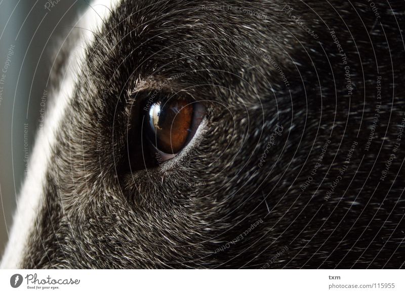 Was guckst du? Hund Dogge Kuh schwarz weiß Gefäße Reflexion & Spiegelung nah braun grau Igel Säugetier Nora Bullterrier Marco Scheune Haare & Frisuren alt dumm
