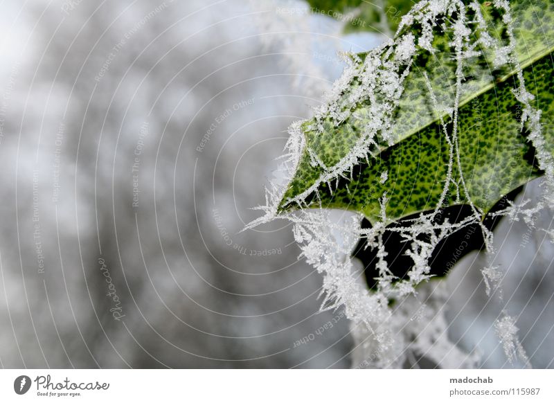 WINTER MOODS Winter frieren Tier Botanik Natur Blatt gefroren Stimmung kalt schön grün weiß Frost Kristallstrukturen Schnee mood cold frozen Coolness white