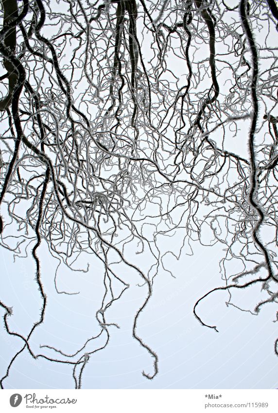 winter Korkenzieher-Weide Baum kalt Winter weiß schwarz Ast Frost Eis Schnee Himmel