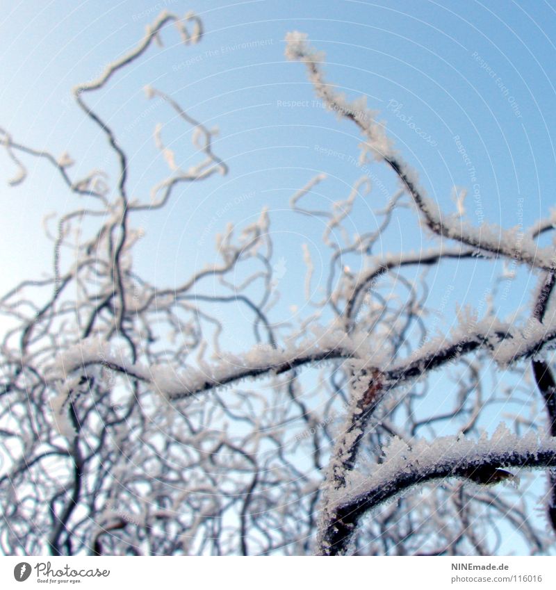 WinterZauber Korkenzieher-Weide Baum kalt geschwungen wellig Wellen weiß schwarz braun Baumrinde Dezember Eiszeit gefroren erfrieren schön Haselnuss Europa