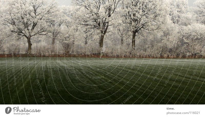 Überall Puderzucker, freut sich Lukas Winter Schnee Eis Frost Baum Gras Sträucher Wiese Feld grün Kraft Zufriedenheit Umwelt Vergänglichkeit Wachstum Baumstamm