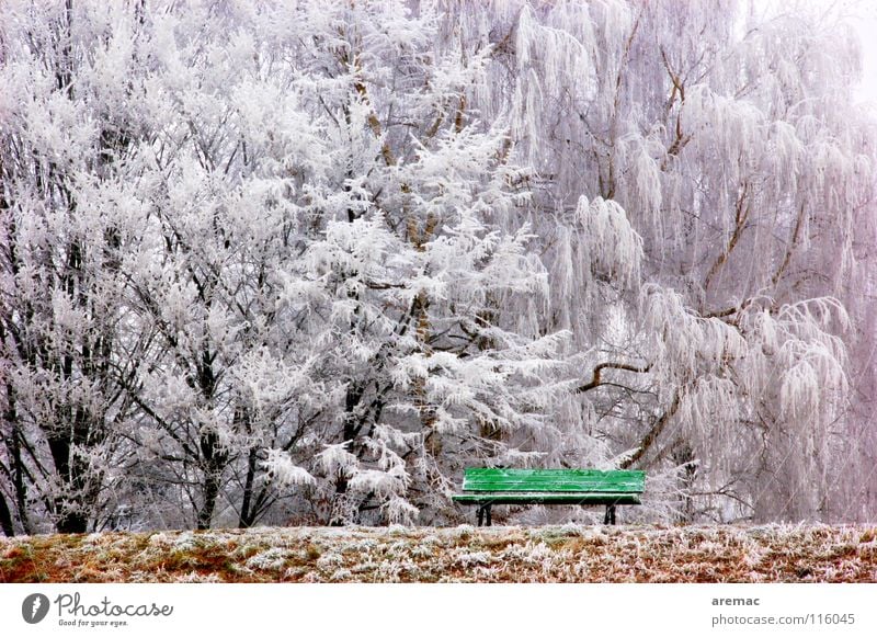 Ruheplatz Winter Baum ruhig grün Wald Parkbank kalt Eishaus Frost Bank Landschaft Natur Schnee