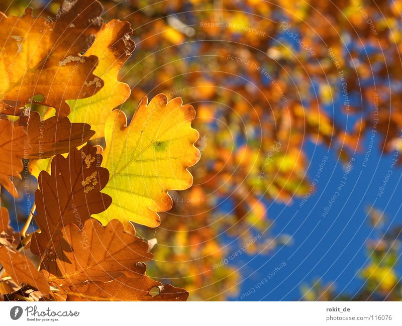 Goldener Herbst Blatt Eiche Baum Laubbaum fallen gelb Laubwald Rheingau Himmel gold blau chlorophyl Farbe Eicheln verdrocknet martinsthal