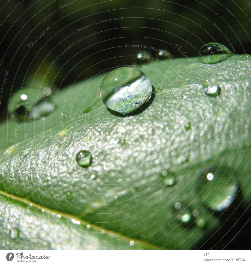 Wasserperle Wassertropfen grün Licht Makroaufnahme Nahaufnahme Kraft Konzentration Lupe
