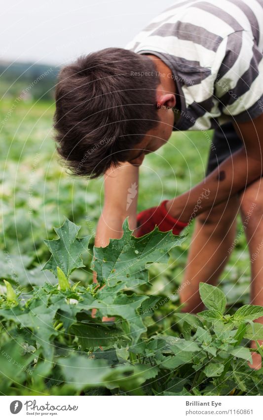 Sich bücken um Gurken zu pflücken Gemüse Arbeit & Erwerbstätigkeit Landwirtschaft Forstwirtschaft Mensch maskulin 1 18-30 Jahre Jugendliche Erwachsene Umwelt