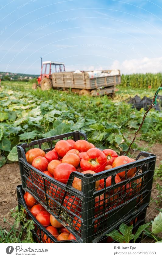Tomatenbox vor Traktor Sommer Landwirtschaft Forstwirtschaft Natur Landschaft Pflanze Wetter Schönes Wetter Nutzpflanze Feld ästhetisch frisch Gesundheit