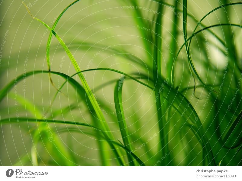 Greenlines Bioprodukte Dekoration & Verzierung Natur Pflanze Frühling Gras Wachstum natürlich weich grün Halm ökologisch Zimmerpflanze organisch Hintergrundbild