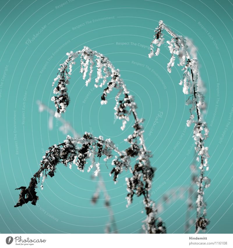 [metahper] Die Last des Lebens [/metapher] Pflanze Sträucher Blume Blatt Stengel Nebel gefroren Eis grün grün-blau weiß braun schwarz gebeugt Gewicht