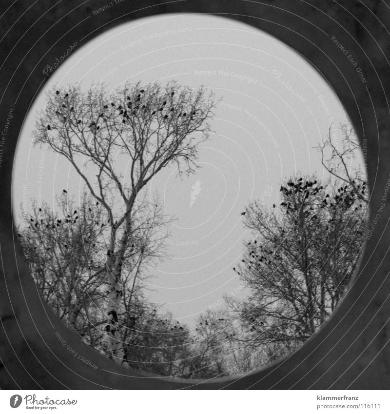 Rundes Bild vom Rabenbaum Kobra Rabenvögel Baum Wald Blatt Laubbaum Krähe Winter kalt gefroren erfrieren Park Gemälde Wolken grau schwarz weiß Am Rand Sträucher