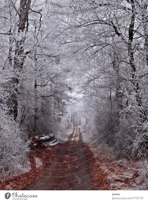Waldweg durch weißen Wald im Winter mit Rauhreif Winterstimmung Winterwald Winterzauber Baumstamm braun Eis Forstweg geradeaus grau kalt Wege & Pfade