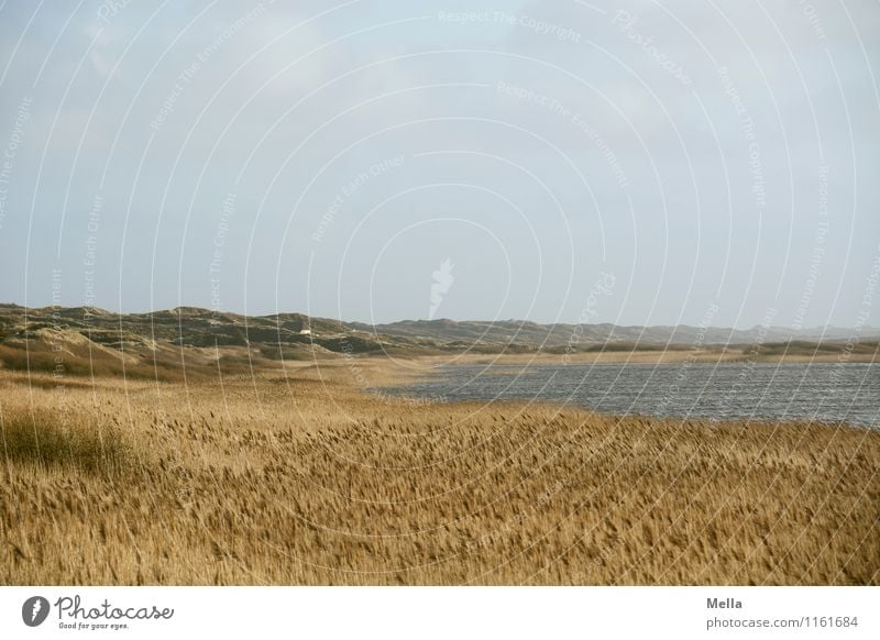 1100 | Aussichtsreich Umwelt Natur Landschaft Gras Schilfrohr Hügel Küste Seeufer Nordsee Düne frei Unendlichkeit natürlich Einsamkeit Erholung Freiheit Idylle