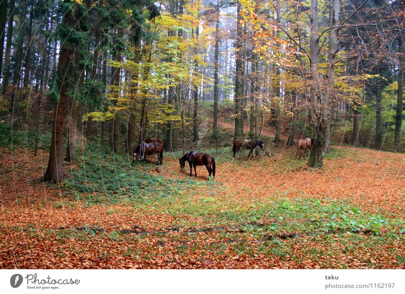 HERBSTIDYLLE Ferien & Urlaub & Reisen Tourismus Ausflug wandern Reiten Natur Landschaft Pflanze Tier Herbst Baum Wald Pferd 4 Herde Zufriedenheit Vertrauen