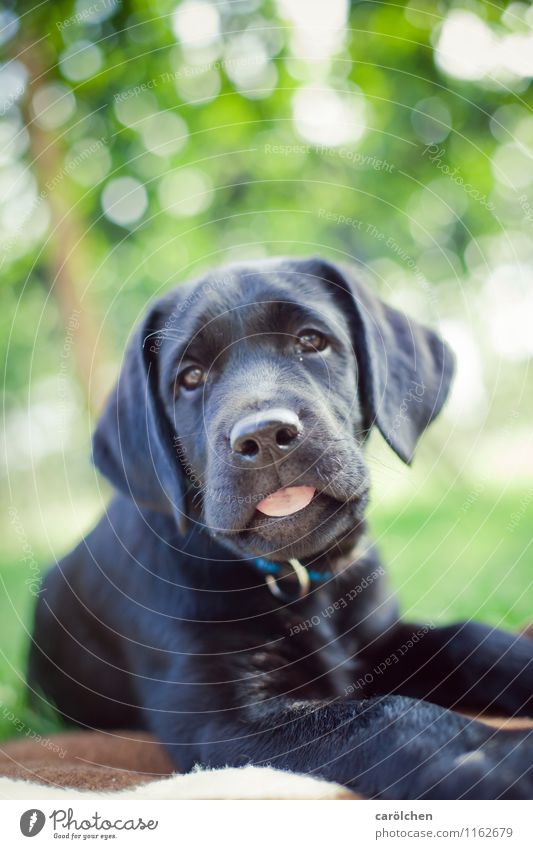 nö Hund grün Tier schwarz ein lizenzfreies Stock Foto von Photocase