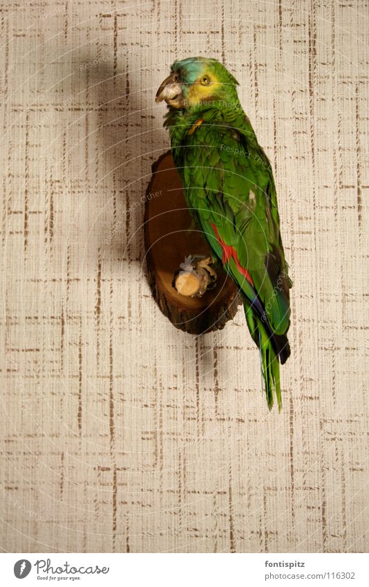Der sagt nichts mehr! Papageienvogel grün Vogel Tierpräparat Tapete Wand austgestopft