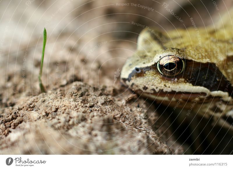 Fröschchen Froschlurche Lurch schleimig braun erdig Wildtier Blatt nass Halm Außenaufnahme König Kröte Erde Nahrungssuche Makroaufnahme