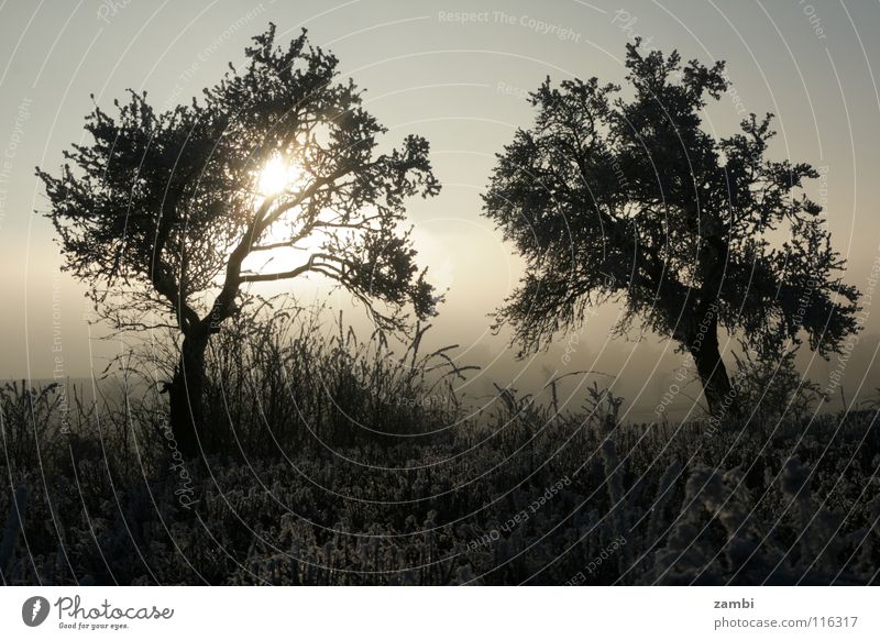 Winterreif Baum Feld Eiskristall Raureif frisch Symmetrie Obstbaum Nebel Gegenlicht schwarz weiß Frost Päärchen Sonne