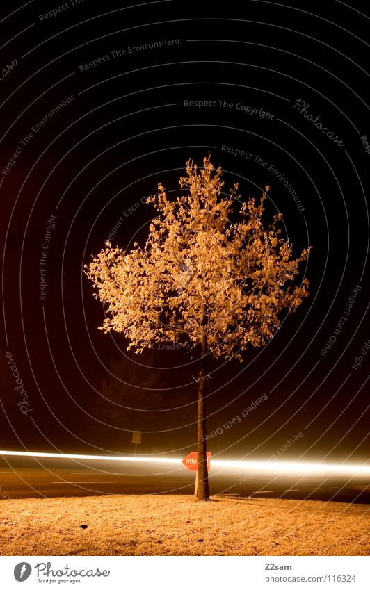 KREUZUNG Baum Nacht dunkel Licht Langzeitbelichtung Belichtung Lichtstreifen Geschwindigkeit Information Winter kalt gefroren Nebel Verkehr Wiese Mischung