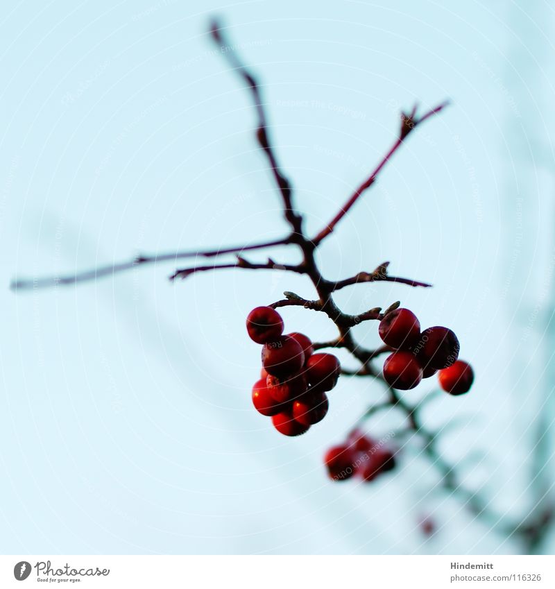 Nehmt davon ... rot Ernährung Vogel Winter Herbst Licht glänzend erleuchten Reflexion & Spiegelung Unschärfe dunkel braun Freundlichkeit Gift Warnfarbe