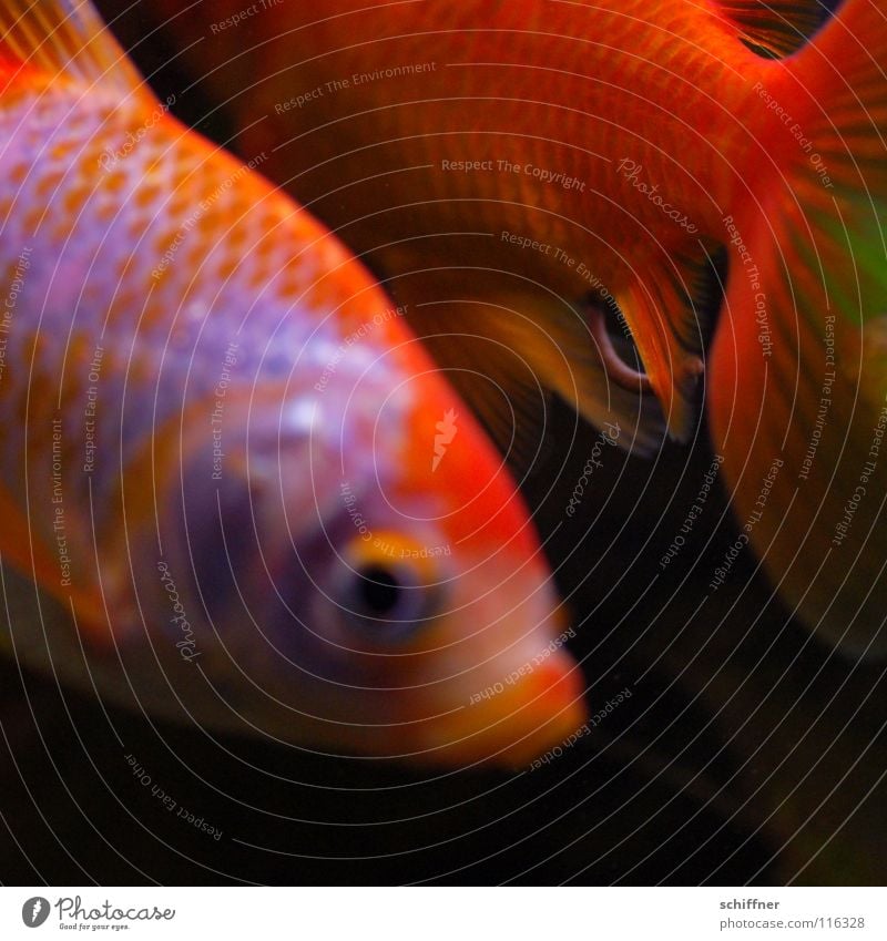 Fisch & Stäbchen I Goldfisch Aquarium Ehe Zusammensein Trennung Kopfschuppe Schwanz Fischstäbchen sich nicht leiden können den Rücken zudrehen orange