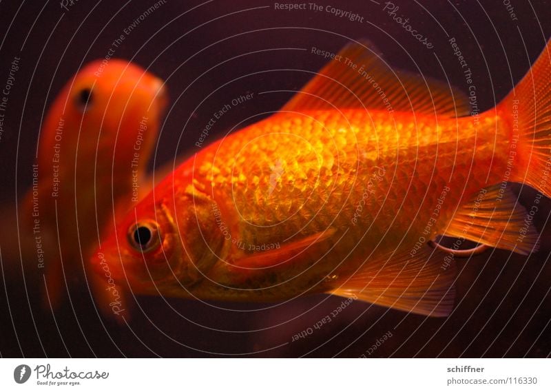 Fisch & Stäbchen II Goldfisch Aquarium Ehe Zusammensein versöhnen Kopfschuppe Schwanz Fischstäbchen orange Schwimmhilfe gold Aquaristik Wasser glänzend