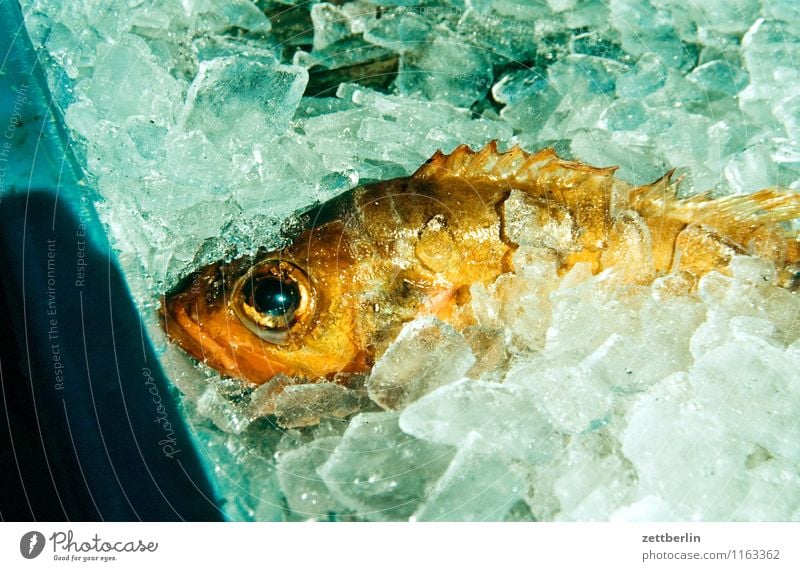 Fisch Eis konservieren konserviert kalt Ernährung Fischgeschäft Fischer frisch Fischereiwirtschaft Gastronomie Auge Schuppen Flosse liegen verkaufen Lachs