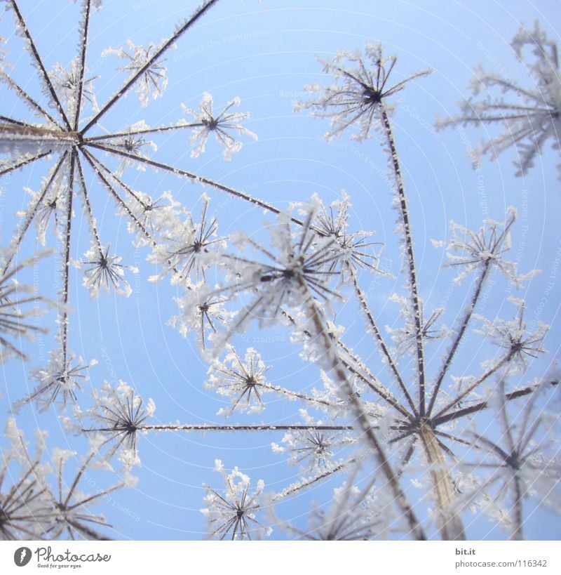 HAPPY NEW FLOWERS schön Winter Schnee Himmel Wolkenloser Himmel Schönes Wetter Eis Frost Blume kalt blau weiß Eiskristall gefroren Märchenlandschaft zart