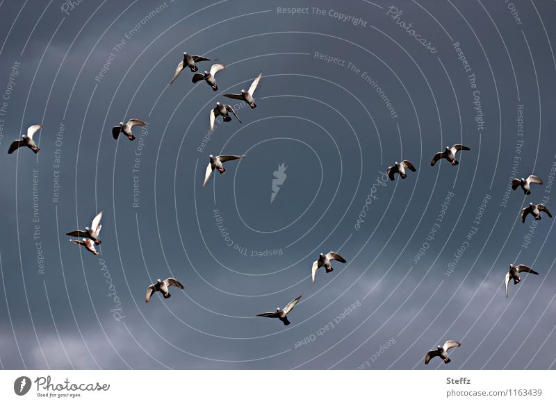 Taubenflug Vogelflug chaotisch durcheinander Verschiedenheit ungeordnet zerstreut unkoordiniert Vogelschwarm Vogelschar Vögel fliegen Luft Vogelbeobachtung