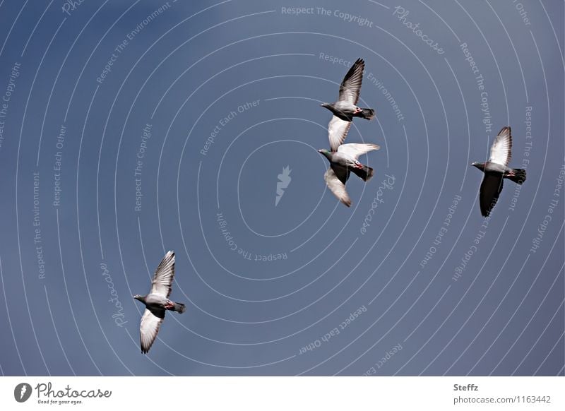 Tauben fliegen chaotisch Taubenflug taubenblau unordentlich hoch am Himmel wolkenloser Himmel dunkelblauer Himmel dunkler Himmel Vögel Vogelflug
