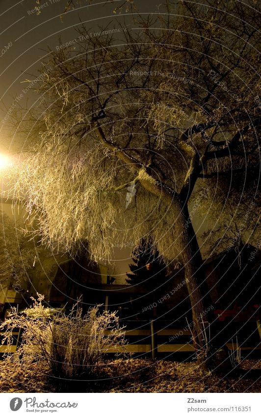 nachtgestallt Nacht dunkel Baum Licht Belichtung Langzeitbelichtung stehen schwarz durchsichtig Sträucher Straßenbeleuchtung Laterne gelb gefroren Winter kalt 2