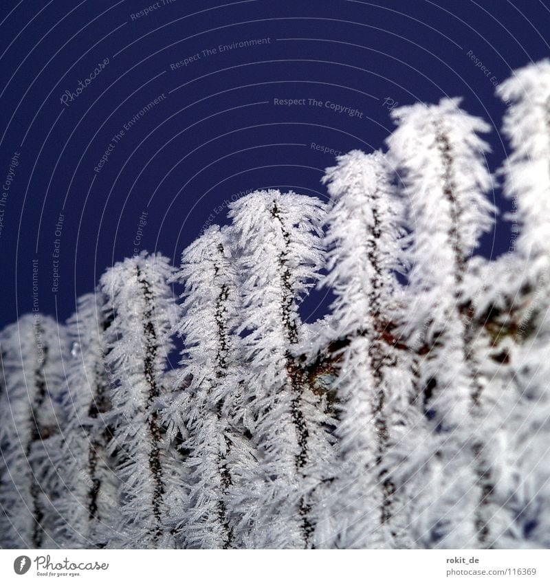 Tschüss 2007 kalt Zaun Raureif gefroren Nebel oben Gartenzaun Quietschen stachelig Anhäufung Tür türchen gartentürchen Frost Kristallstrukturen geschlossen