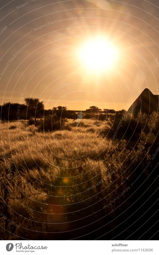 Wetter | Strahlkraft Umwelt Natur Landschaft Pflanze Klima Klimawandel Schönes Wetter Wärme Dürre Wüste gold Sonnenstrahlen Sonnenuntergang Sonnenlicht Grasland