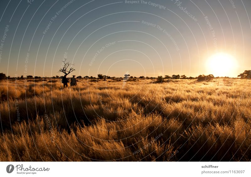 Kalahari Sunset Umwelt Natur Landschaft Pflanze Wolkenloser Himmel Sonnenaufgang Sonnenuntergang Klimawandel Schönes Wetter Wüste heiß Steppe Buschmann Namibia