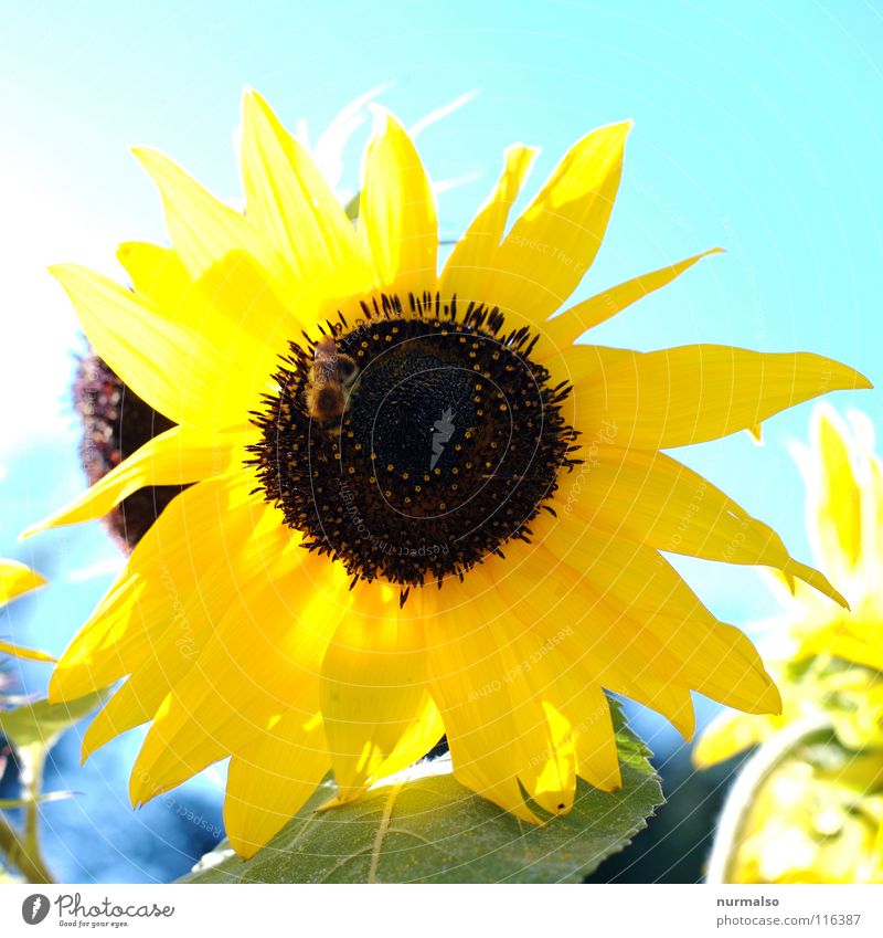 Sonne für's Jahr Blume Sonnenblume gelb Sommer Korn Physik Feld Wärme Himmel Sonnenblumkerne