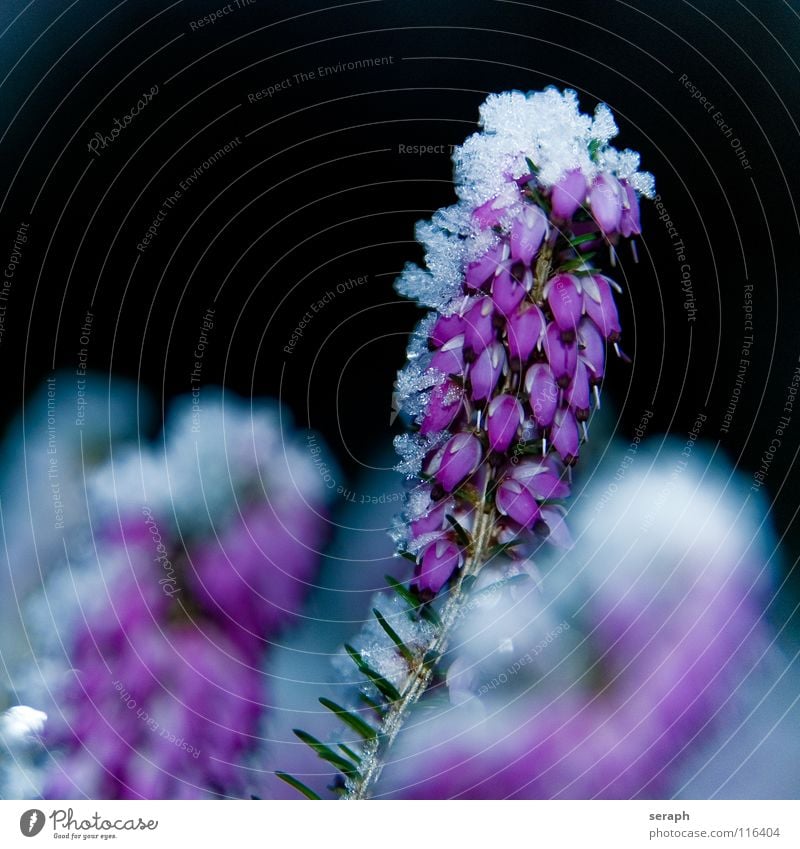 Heide Heidekrautgewächse Bergheide Frost Eiskristall Kristallstrukturen Schneekristall Winter gefroren Raureif kalt Jahreszeiten Pflanze Natur Blume Blüte