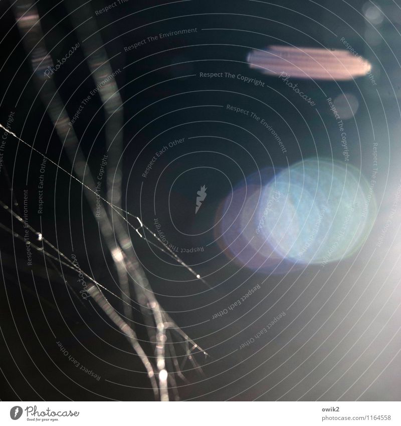 Linsengericht Spinnennetz Spinngewebe Bewegung Blendenfleck dunkel unklar Farbfoto Gedeckte Farben Detailaufnahme Experiment abstrakt Muster Strukturen & Formen