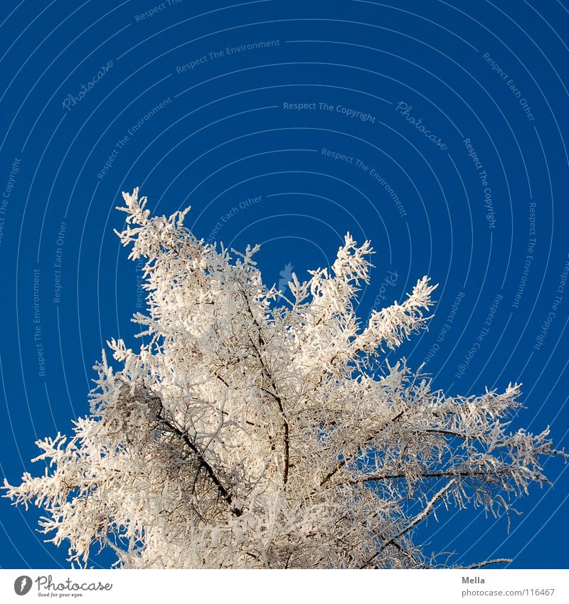 Winter! Baum Raureif weiß kalt Eis gegen überzogen Puderzucker Märchen fantastisch Fichte Tanne Nadelbaum Weihnachtsbaum Stimmung Luft leicht Ast Zweig blau