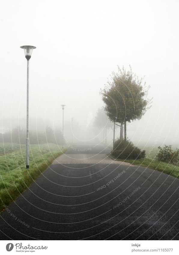 viele Wege führen nach Nehböll Umwelt Luft Frühling Herbst Klima Wetter Nebel Baum Dorf Stadtrand Menschenleer Straßenbeleuchtung Verkehr Verkehrswege