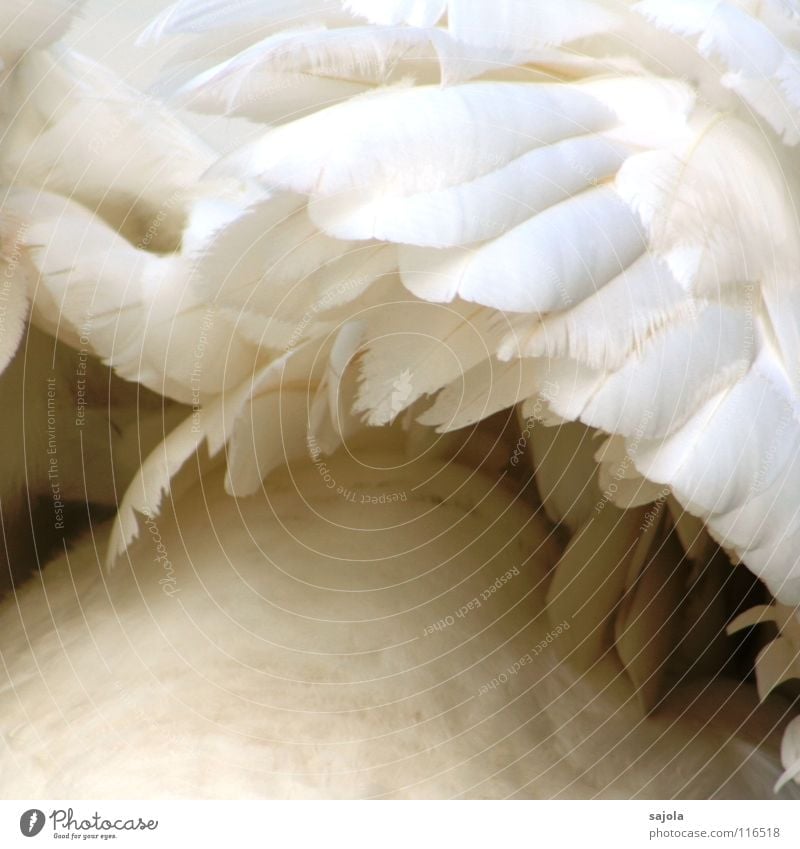 dem schwan... elegant Tier Wildtier Vogel Schwan Flügel 1 ästhetisch kuschlig weich weiß Perspektive Feder Daunen Anordnung schön Nahaufnahme Detailaufnahme