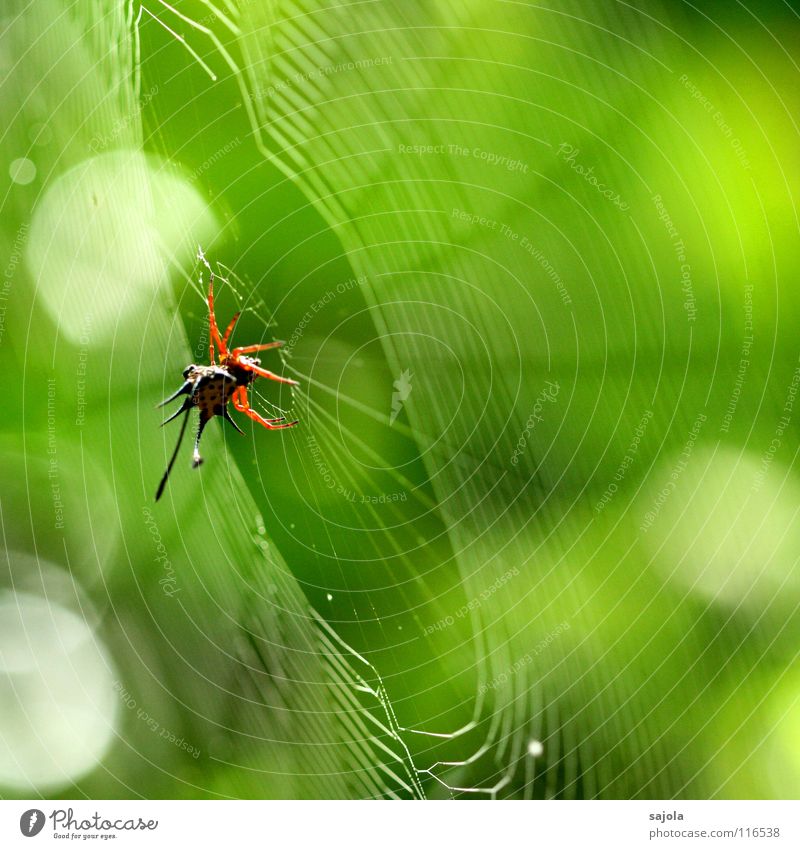 horned spider in the web Tier Urwald Spinne 1 Netz warten Ekel stachelig gelb grün rot Horn Punkt Spinnennetz Kreis filigran Spirale Speichen Borneo Asien