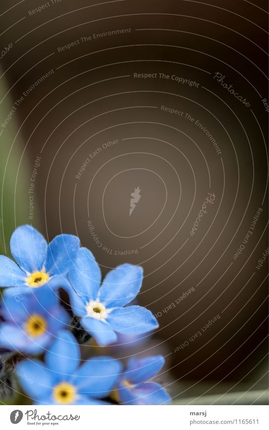 Vergißmeinnicht im linken unteren Eck Blühend Blüte Leben harmonisch ruhig Frühling Sommer Pflanze Blume Wildpflanze Duft dunkel frisch blau Frühlingsgefühle