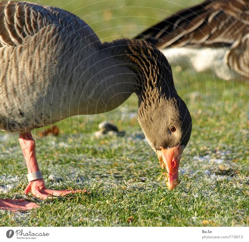 Bitte nicht stören! Tier Vogel Stuttgart Park Ernährung Futter schön süß Fressen Gras Gans Außenaufnahme Porträt Ente Deutschland Lebensmittel Landschaft Glück