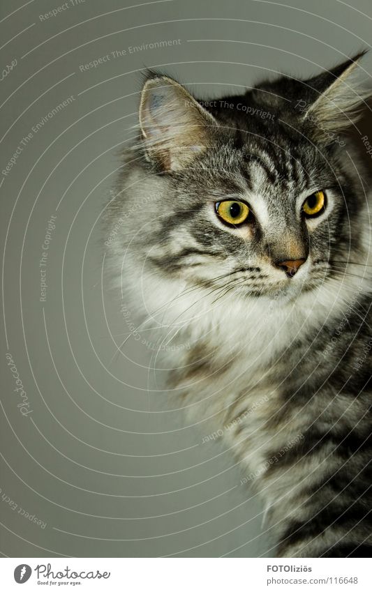 Das ist Stuart! Katze Katzenklo Streifen Fell Miau Krallen eigenwillig Tierporträt gelb grau weiß schwarz helge sstuart cat miezie frech Auge